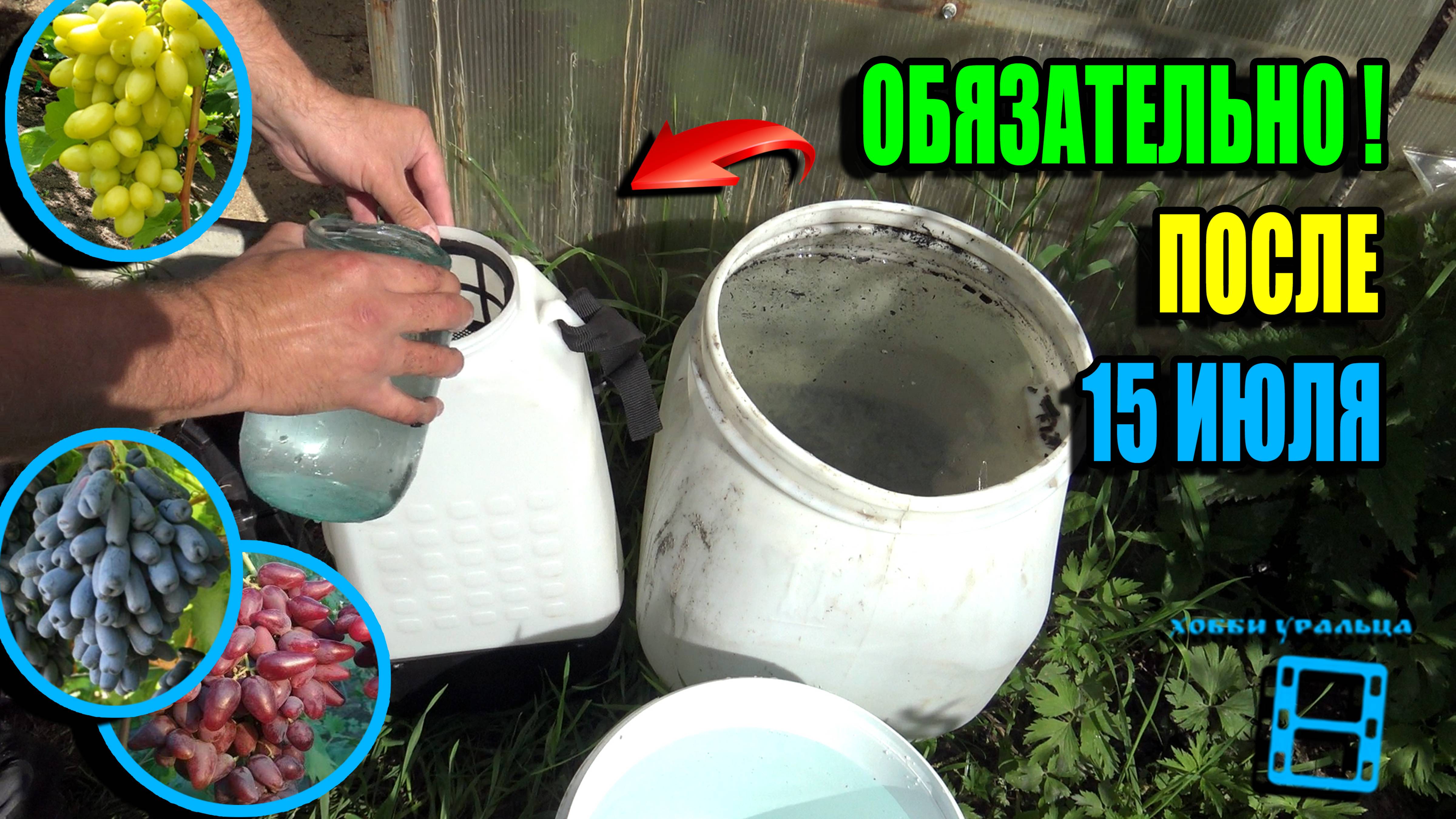 ВАЖНЕЙШАЯ ПОДКОРМКА ВИНОГРАДА ДЛЯ СОЗРЕВАНИЯ ЯГОДЫ И ВЫЗРЕВАНИЯ ЛОЗЫ. СЕВЕРНЫЙ ВИНОГРАДНИК 25-28