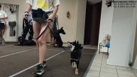 Занятие в группе по дрессировке: команда Рядом. Тольятти, 31 июля 2025.