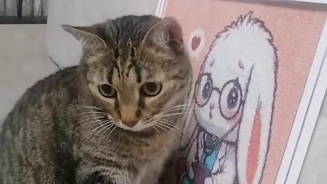 Кот и картина