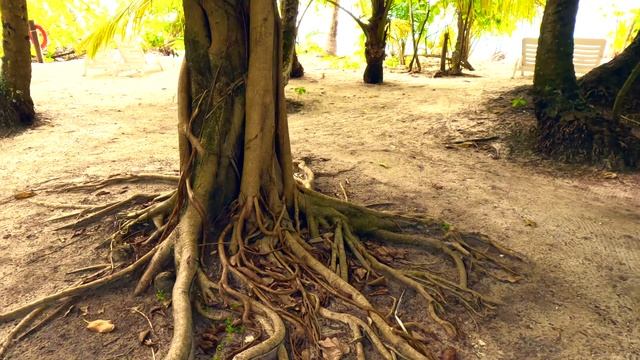 Fihalhohi Maldives : Прогулка