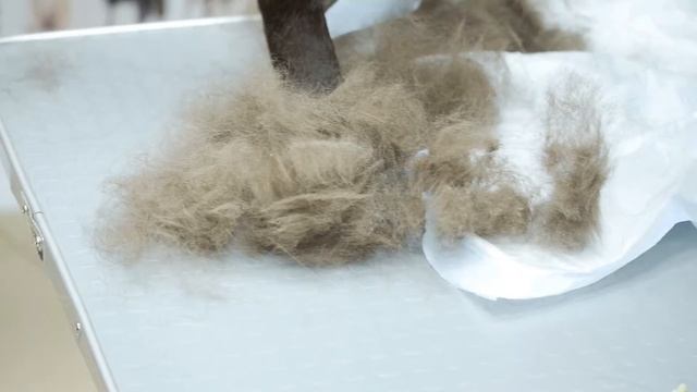 День красоты C FURminator  в 