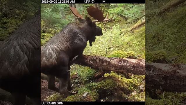 Трофейный Сохатый 🦌