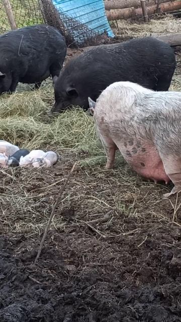 Нескольких беленьких точно себе оставлю