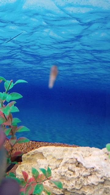 буба с рыбками