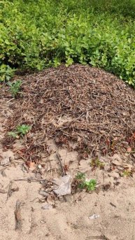 Прогулка в карельском лесу