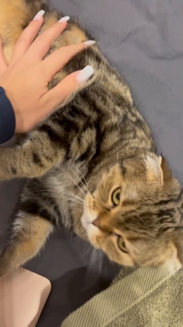 Милая шотландская вислоухая кошечка 🐱