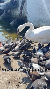 #Балтийск #море #лебеди #путешествие