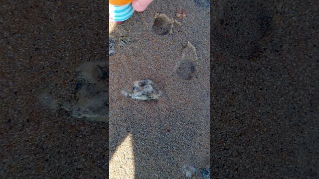 буба , буба старший и коржик купаются