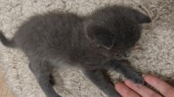 Мурыська и её доченька рассуждают о некошатниках