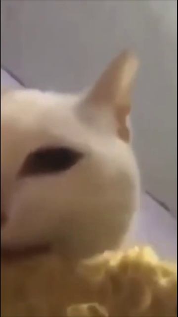 Смешные коты #70-8