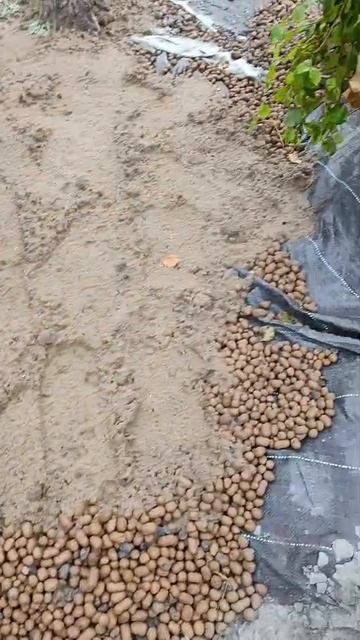 Скалы на садовом участке в Подмосковье 11