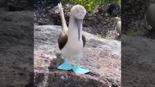 Пара голубоногих олуш показывает свои новые сапожки