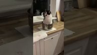 Смешная подборка котиков 2.0 😹😹