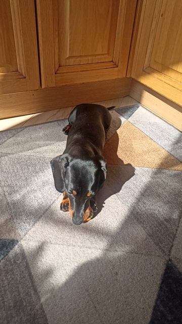 таксячье утро