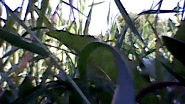 Поездка на квадрокоптере в деревне