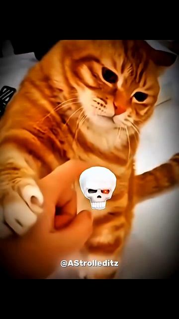 1 + Cat Power 🔥🗿#trollface #troll #edit #shorts