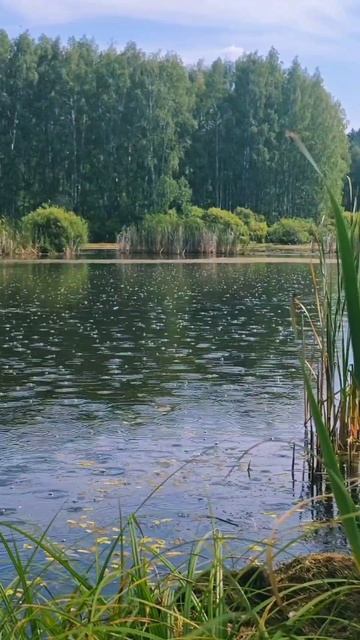 Уютный дождик на лесном озере