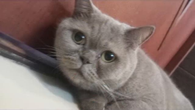 видео для дымочки