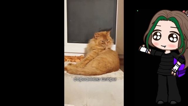 запоминаем жаль нет котика