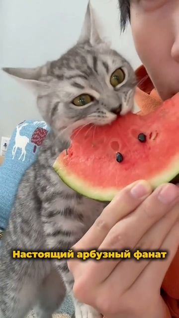 Есть ли среди нас такие же фанаты арбуза?