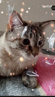 МОЯ ЛЮБИМАЯ КОШКА 🐱