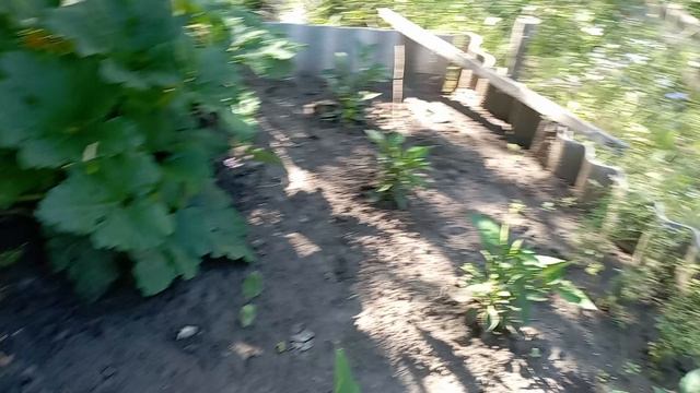 6 августа 2025 года. ☀️  Картошку убрала. Помидоры🍅 покрамсала. Что из этого получится.