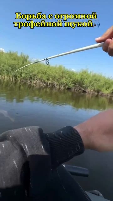 Борьба с огромной трофейной щукой🎣