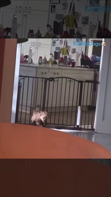 Пёсик из жидкого металла😂