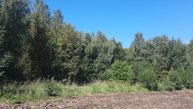 в лес за грибами