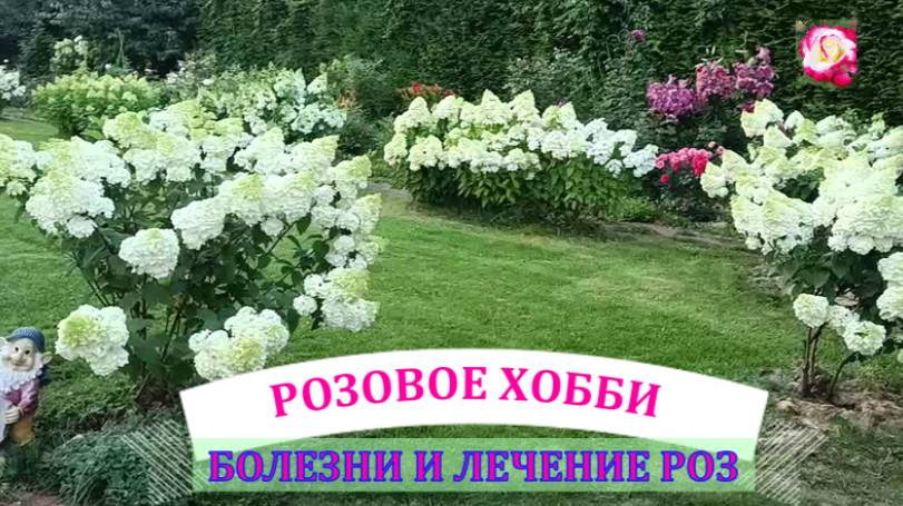 БОЛЕЗНИ РОЗ И ЛЕЧЕНИЕ