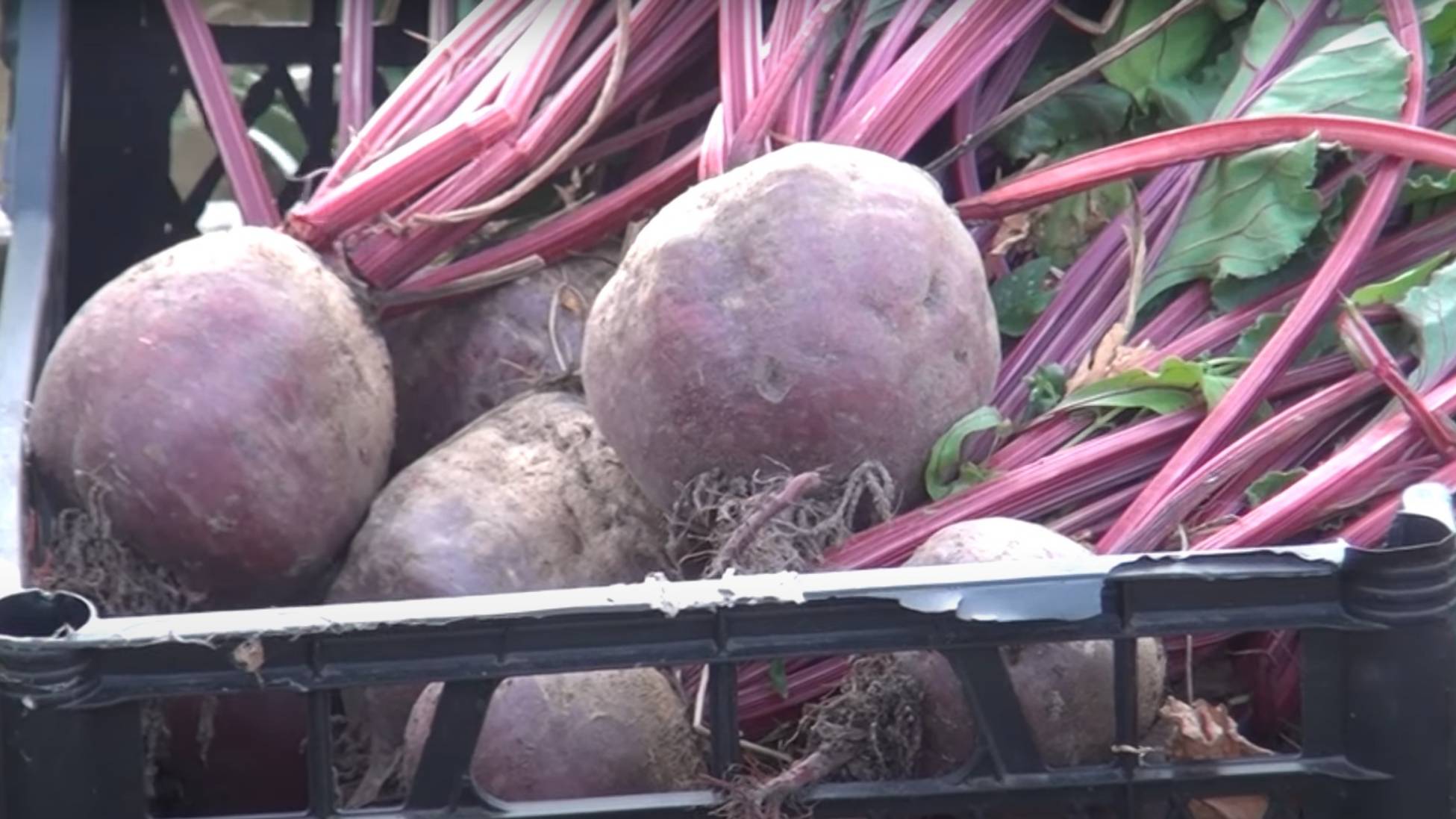 ДВЕ ПОДКОРМКИ СВЁКЛЫ В АВГУСТЕ - Для роста корнеплодов, сладости и лучшего хранения