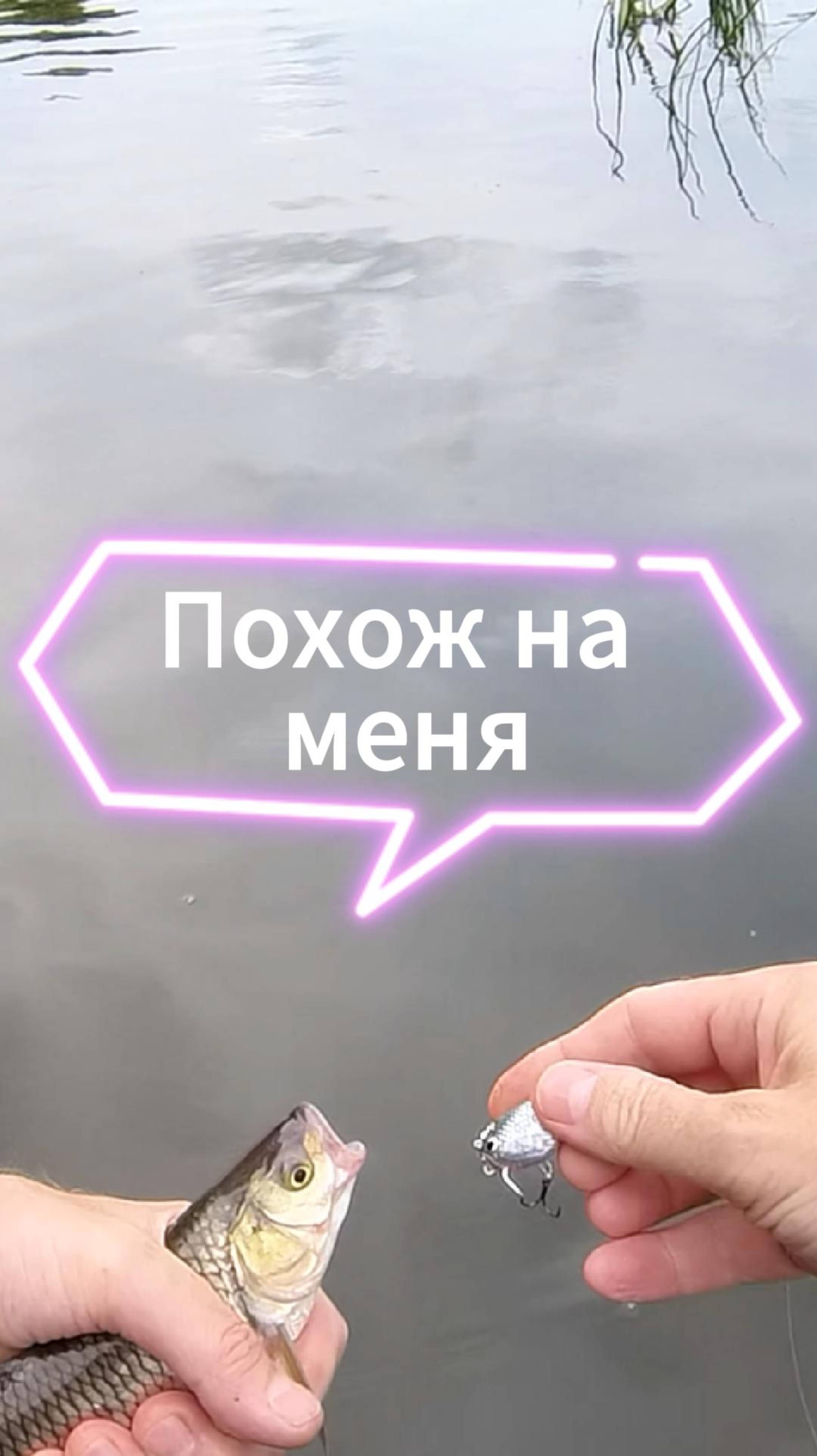 Голавль выбрал “своего” — серебристый Тип-Топ в деле #голавль #воблерзябликова #рыбалка