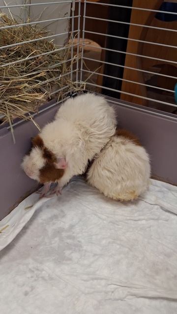 Йога морских свинок