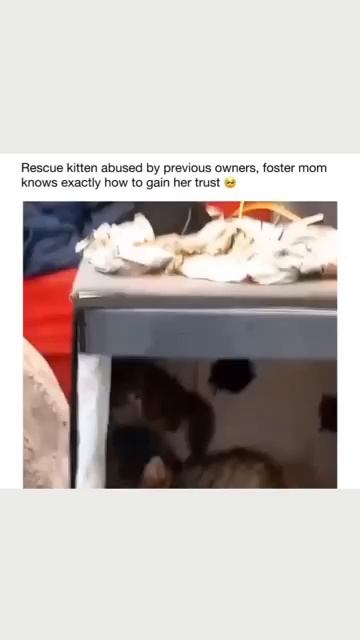 Кошка хочет усыновить дикого котёнка-сироту (2025 год)