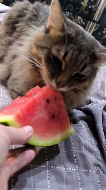 Мой кот лопает арбуз