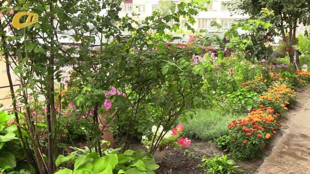 ВО ДВОРЕ ОДНОГО ИЗ ДОМОВ ПО УЛ. БАТОВА ОРГАНИЗОВАЛИ ЯРКУЮ ЦВЕТОЧНУЮ КЛУМБУ