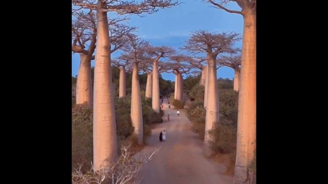 Баобабы Мадагаскара на рассвете