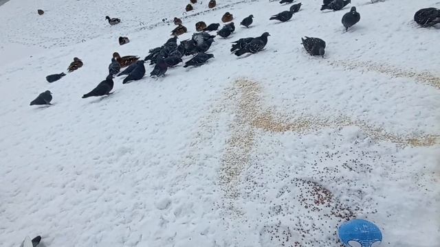 Приключения мячиков серия 2 сезон 1 Кормление уток