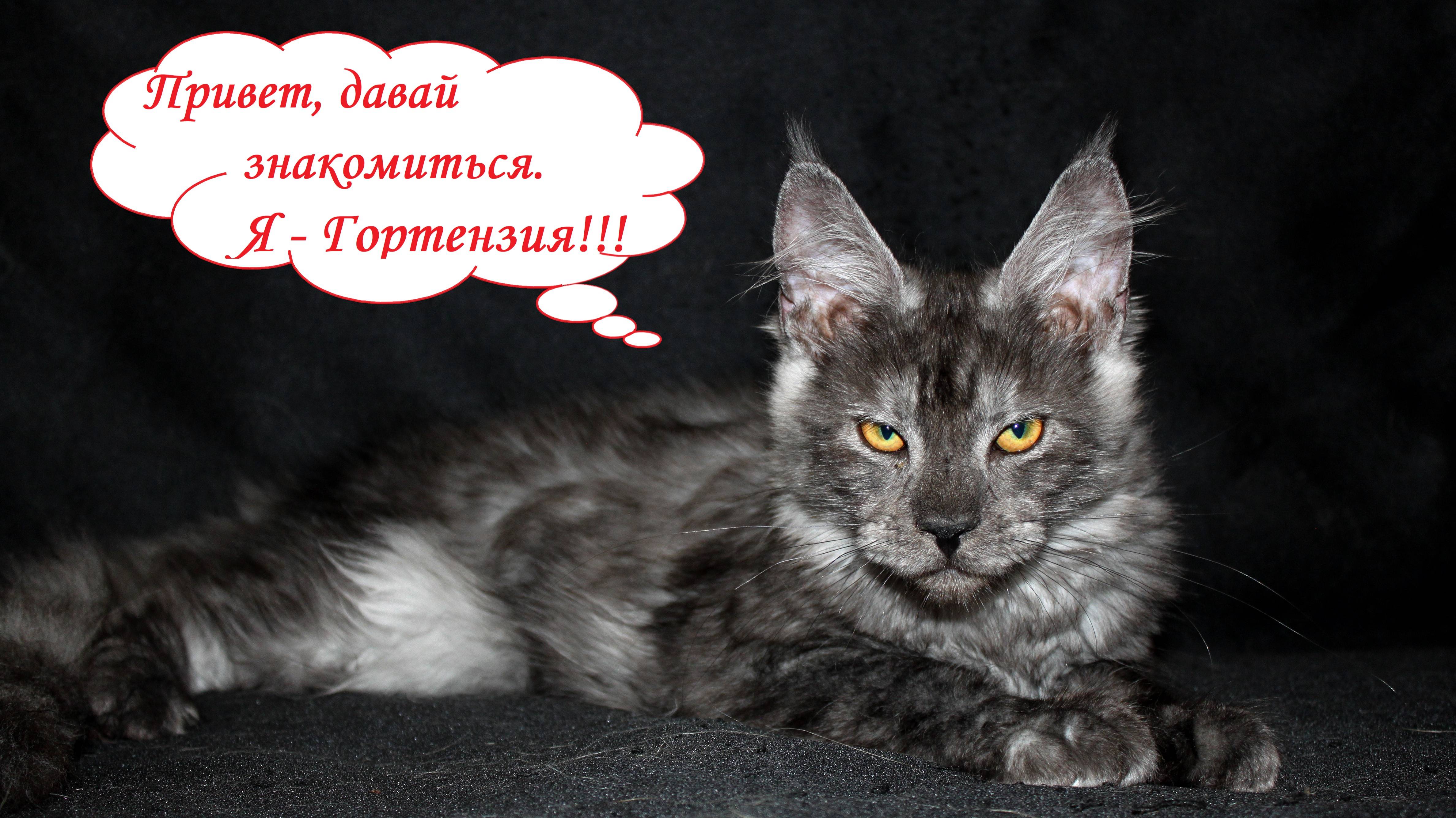 Котёнок мейн-кун девочка Гортензия