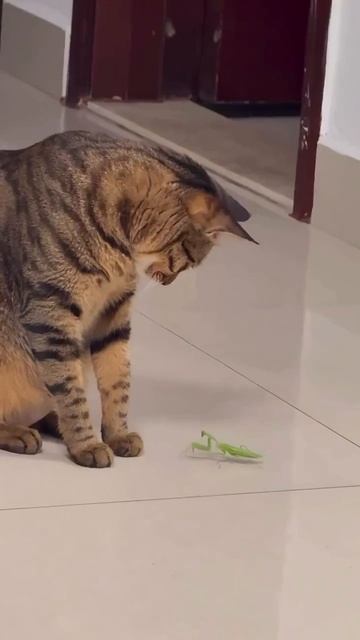 Котик и богомол 😻🤩🥰🐈