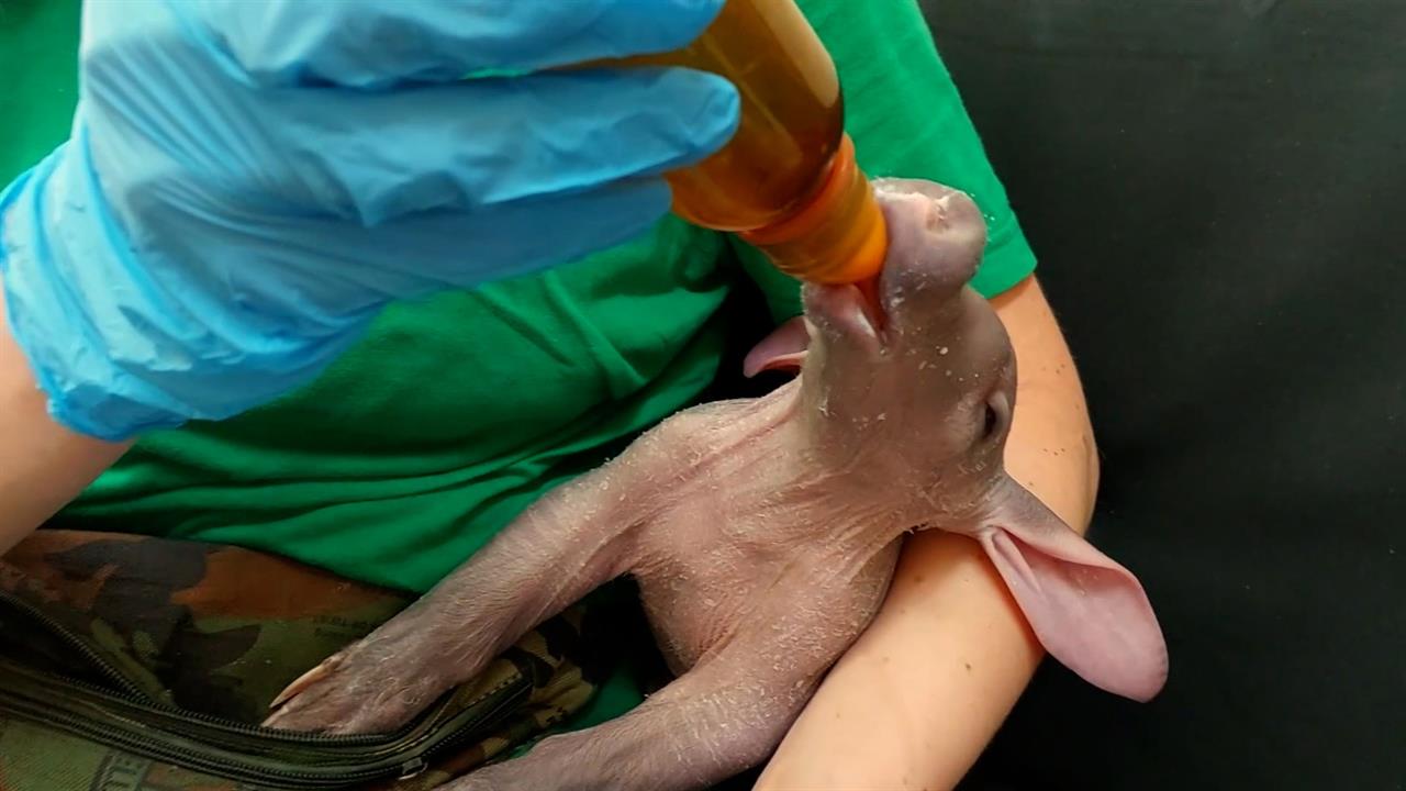 Трубкозуб, сервалы и совята: российские зоопарки показали летних малышей