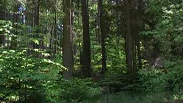 Звуки природы