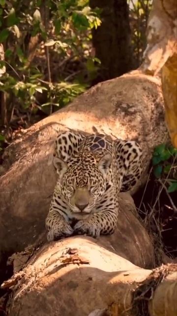 VID_20250806_155547_087.mp4