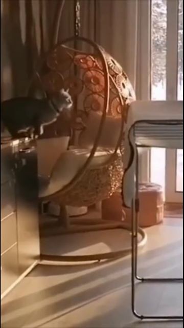 Смешные коты #70-10