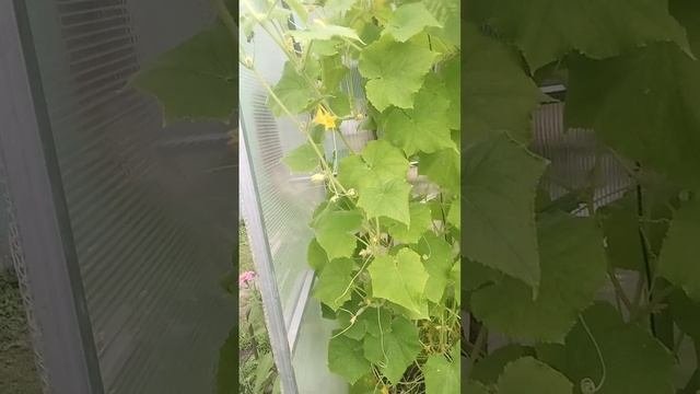 Моя дача часть 1