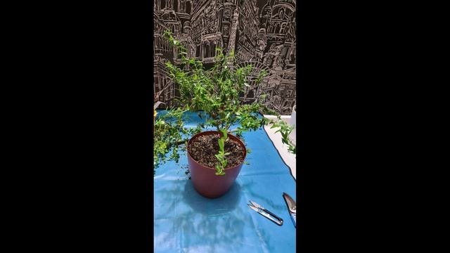 Мирт обыкновенный 8