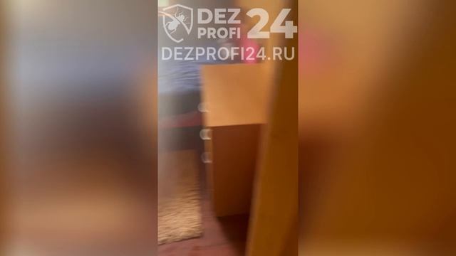 Уничтожение короеда на даче