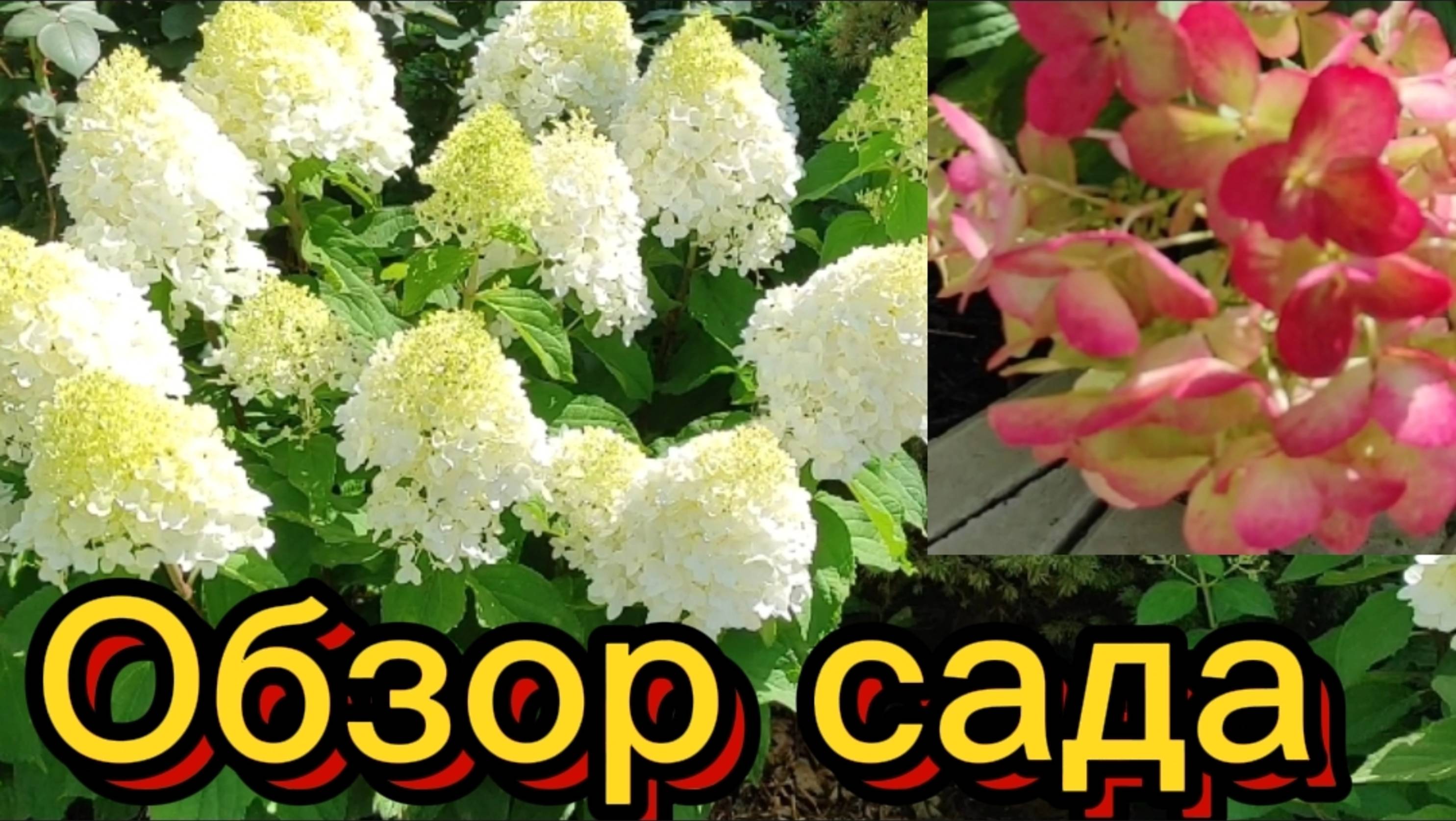 Обзор сада. Петунии, гортензии, теплица, малыши...