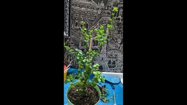 Мирсина 21