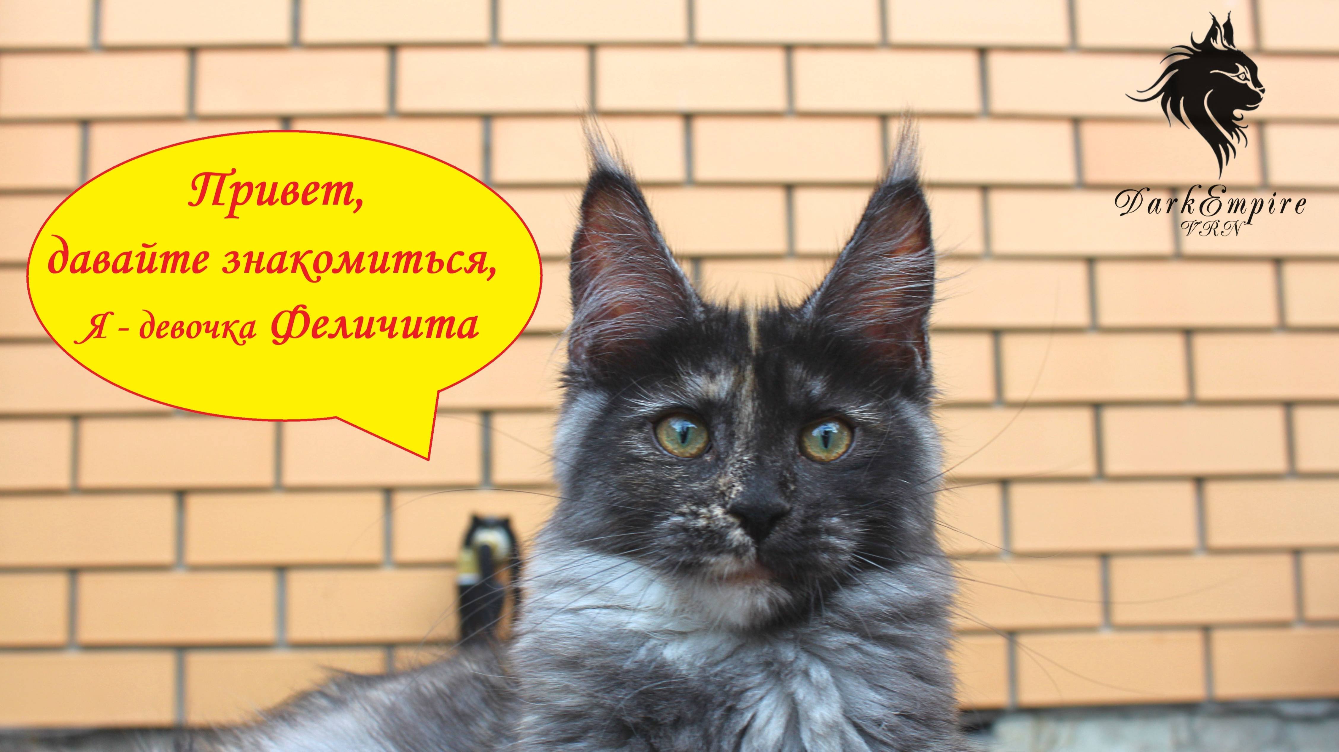 Котёнок Мейн-кун девочка Феличита